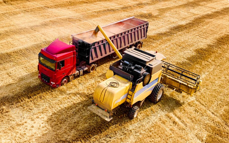 Wheat 11.5% export from Russia