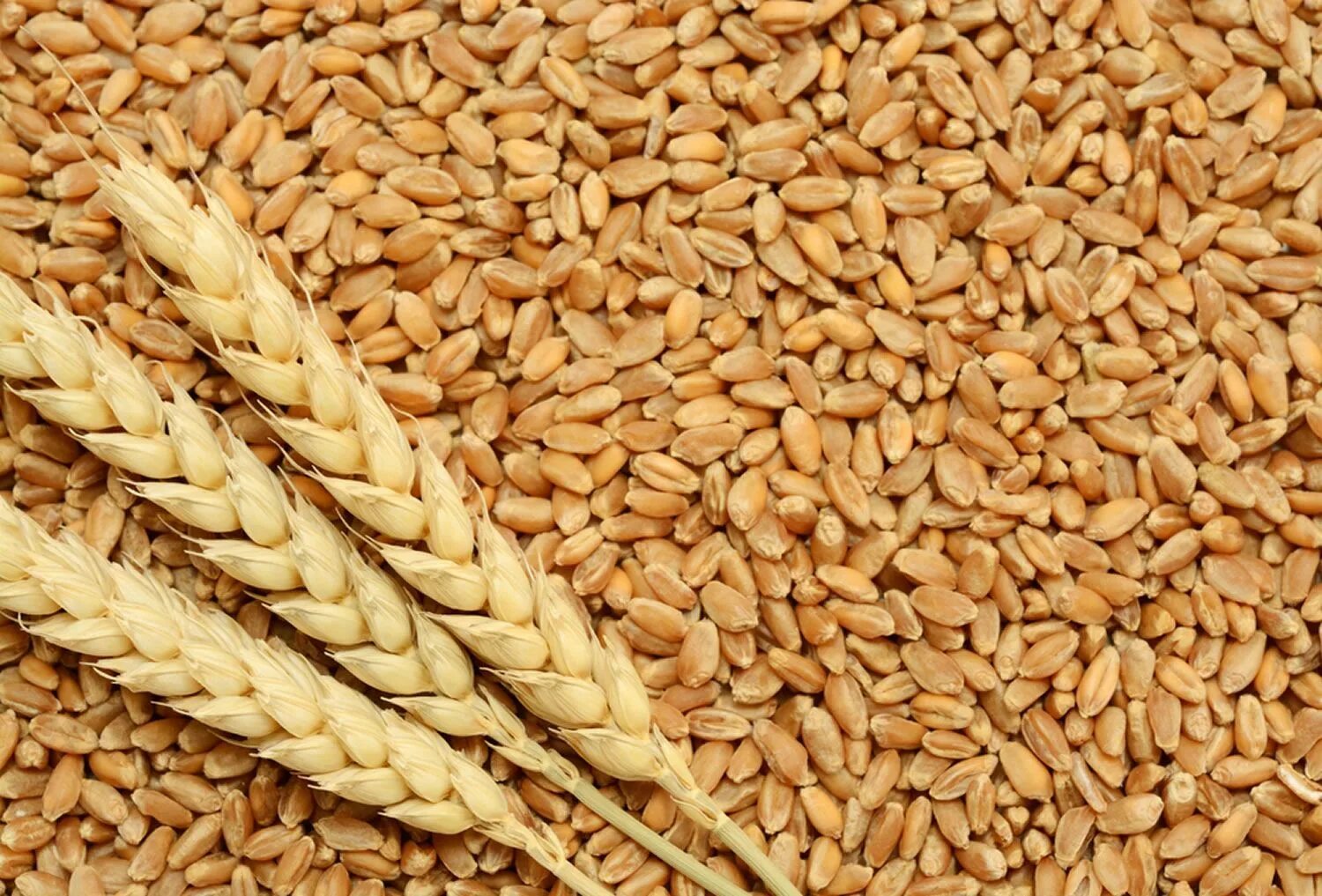 Wheat 13.5%
