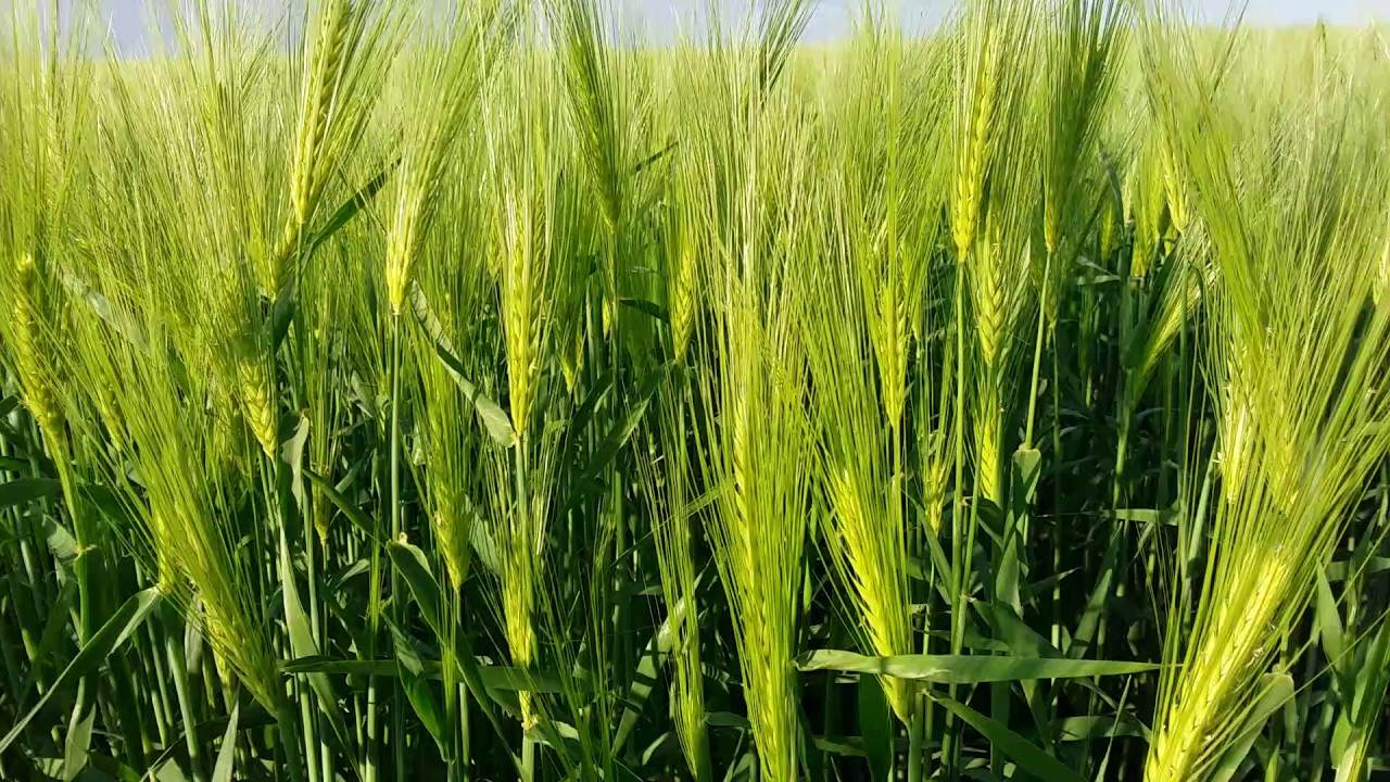 Malt barley