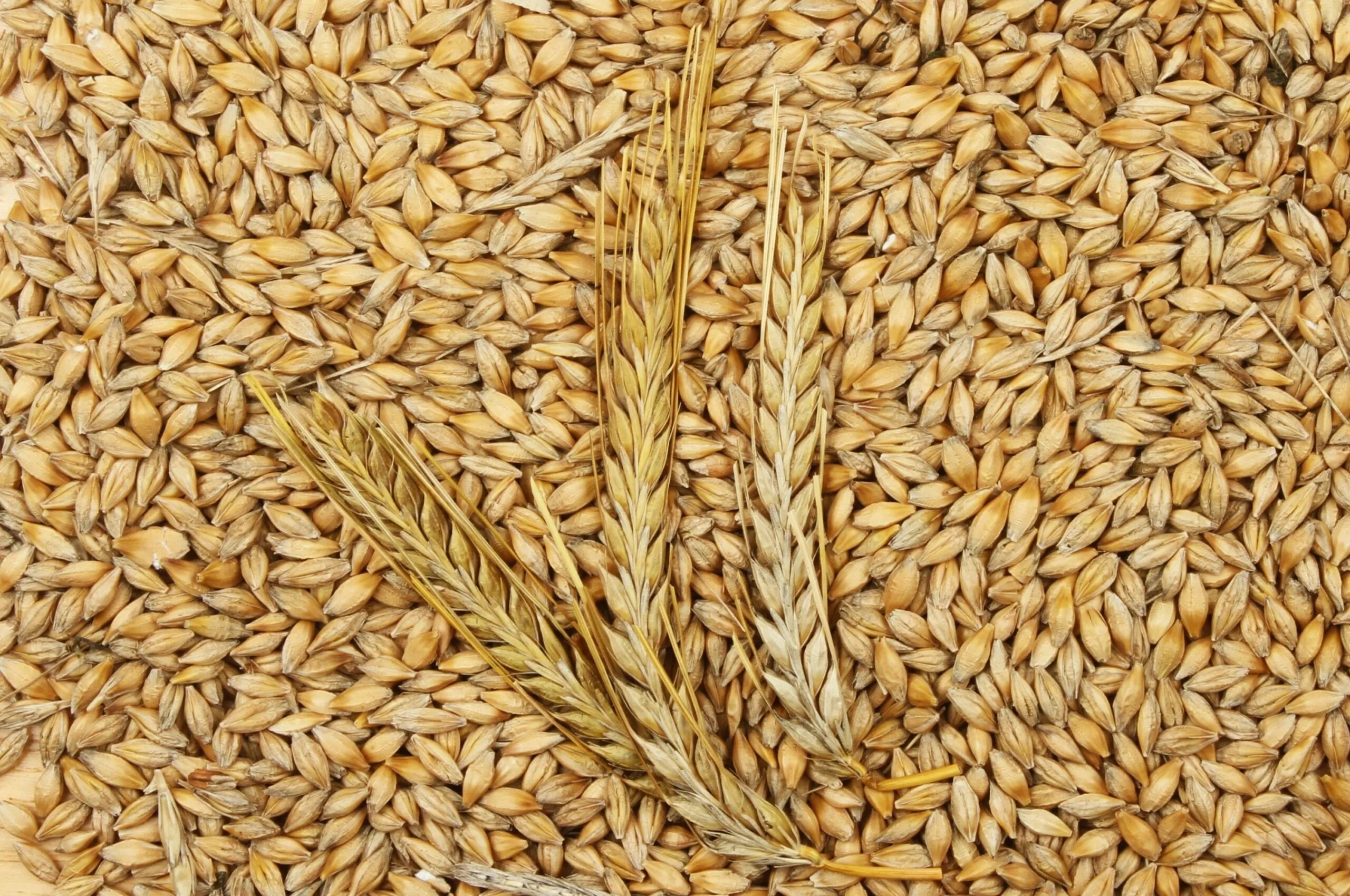 Malt barley export from Russia