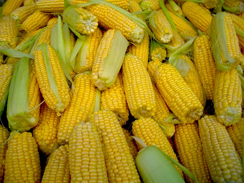 Food corn