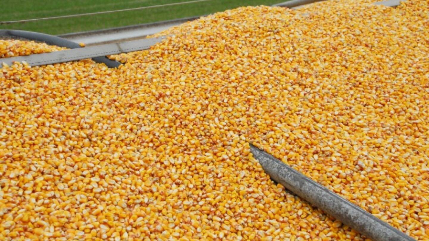 Food corn export from Russia